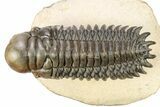 Beautiful Crotalocephalina Trilobite - Lghaft, Morocco #268986-2